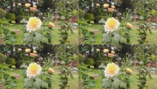 秋天的花园里菊花开花了。高清在线视频素材下载