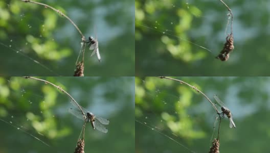 一只蜻蜓在树枝上飞翔，那就是苍蝇拍高清在线视频素材下载