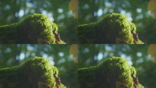 一只蚊子站在一些绿色的苔藓上的4K电影微距镜头(2)高清在线视频素材下载