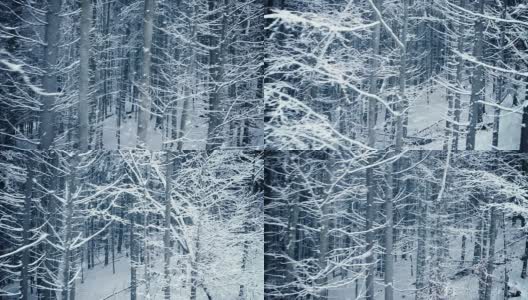 冬季森林- HD, NTSC高清在线视频素材下载