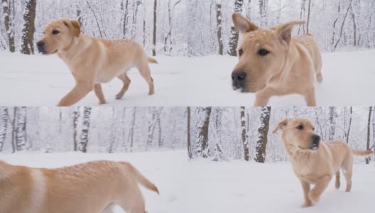 迷路的小狗在雪地里奔跑高清在线视频素材下载