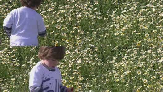 小男孩摘花高清在线视频素材下载