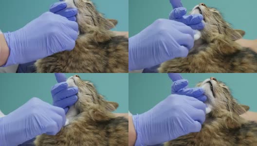 手兽医剃猫的脖子高清在线视频素材下载