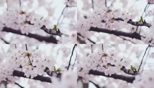 特写镜头;樱花迎风盛开，日本高清在线视频素材下载