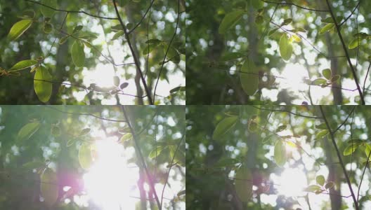 大自然镜头背景绿叶与阳光在大自然中高清在线视频素材下载