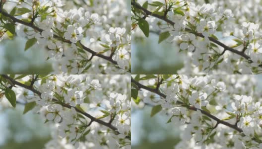 春天的阳光透过花园中白花花的树，绽放得密密的高清在线视频素材下载