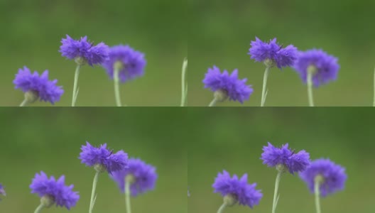 矢车菊的花在风中摇曳，特写镜头。高清在线视频素材下载