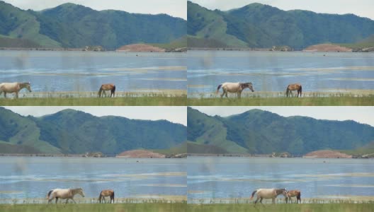 两匹马在湖边散步和吃草，背景是群山高清在线视频素材下载