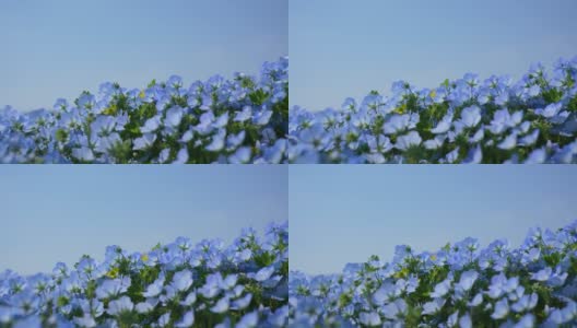 Nemophila。小蓝花。高清在线视频素材下载