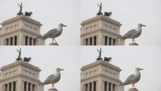 意大利罗马，威尼斯广场上的维托里奥·伊曼纽尔纪念碑上的海鸥。关闭了。高清在线视频素材下载