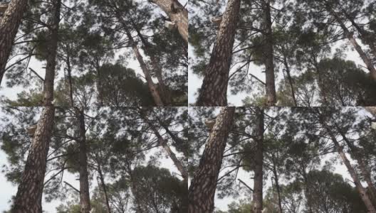 视图向上，在阳光下的森林松树的底部视图-大而高的松树的皇室高品质免费库存视频素材。高清在线视频素材下载