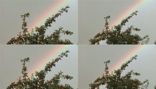 苹果树后面的彩虹高清在线视频素材下载