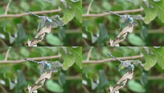 蜻蜓捕食昆虫高清在线视频素材下载
