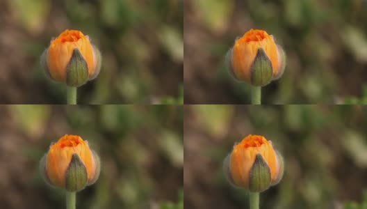 毛茛花的宏观视图高清在线视频素材下载
