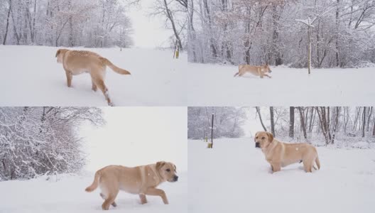 在雪地里奔跑的小狗高清在线视频素材下载