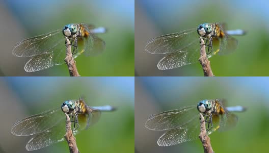 亮蓝色蜻蜓在小树枝上休息时抽搐高清在线视频素材下载