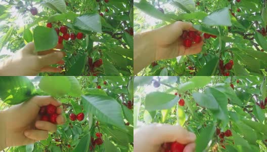 从树上亲手摘樱桃，POV高清在线视频素材下载
