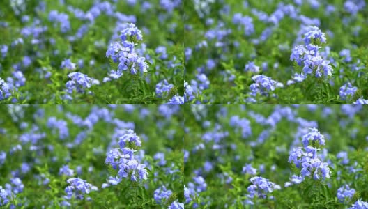 花园里有许多蓝色的绣球花高清在线视频素材下载