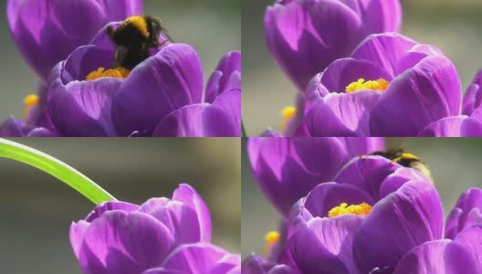 大黄蜂钻进了花里高清在线视频素材下载
