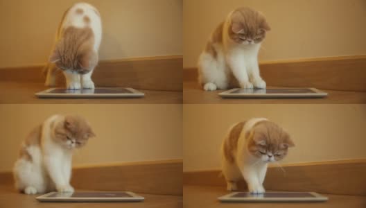 可爱的小猫玩数码平板电脑高清在线视频素材下载