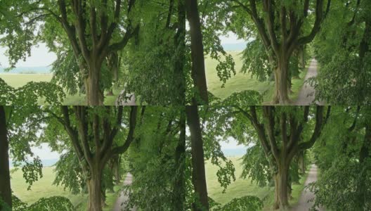 HD CRANE:树梢上的树高清在线视频素材下载