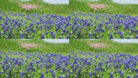 德克萨斯州丘陵地区的矢车菊在风中盛开着粉红色的花高清在线视频素材下载