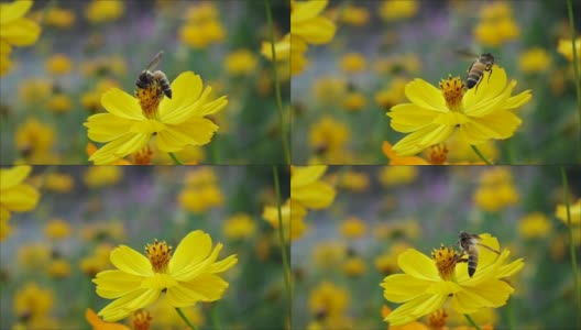 蜜蜂从黄花上起飞高清在线视频素材下载