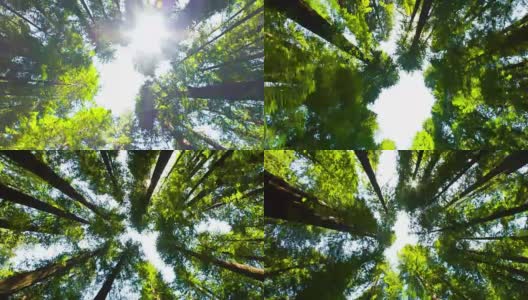 红杉森林高清在线视频素材下载