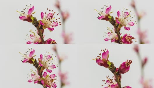 葡萄园里桃花盛开的时光流逝Hd 1080视频。高清在线视频素材下载