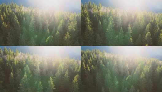 鸟瞰图明亮的阳光照亮光束雾黑暗的森林与松树在秋天日出。雾蒙蒙的黎明，令人惊叹的野生森林。环境与自然保护理念高清在线视频素材下载