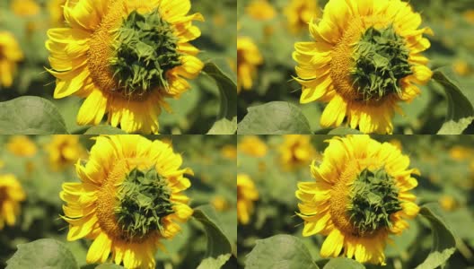 阳光明媚的田野上，有一株丑陋的向日葵，散发着黄色的光芒高清在线视频素材下载