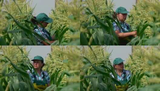 农夫走在玉米地上，检查玉米秆高清在线视频素材下载