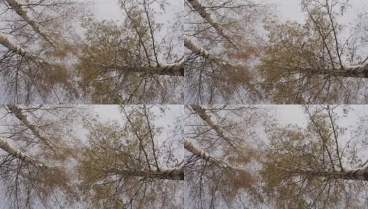 三棵巨大的桦树有着丰富的树冠和五彩缤纷的叶子，在秋天的色彩在风中摇曳- 813高清在线视频素材下载