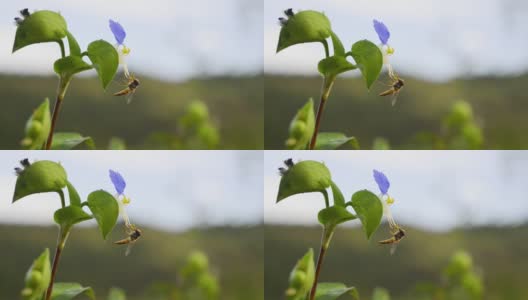 近距离拍摄的果蝇落在山竹花上高清在线视频素材下载