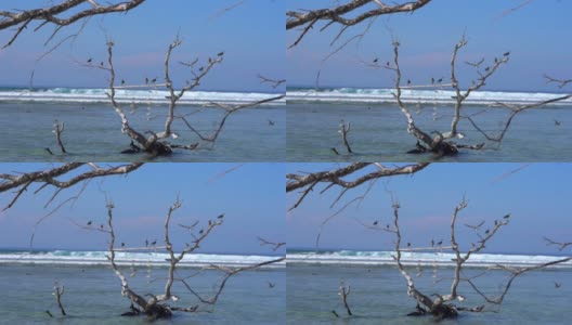 宁静的风景俯瞰着海鸥，鸟儿在水面上的树枝上坐着，在波浪起伏的海洋海岸上飞翔高清在线视频素材下载