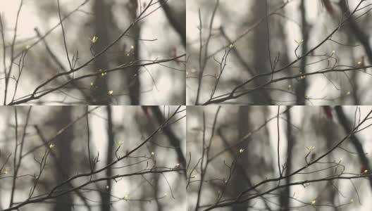 春天的树木在森林里发芽高清在线视频素材下载