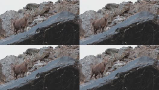 与雄性高山野山羊面对面高清在线视频素材下载