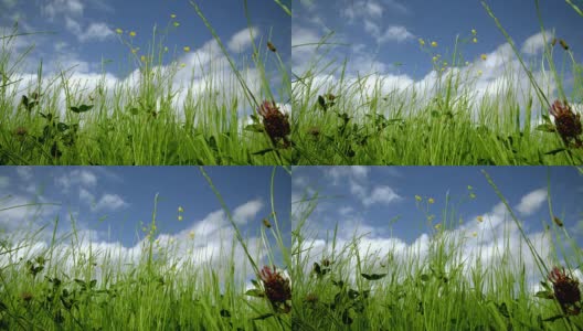 草地(RED 4K - 1080拍摄)高清在线视频素材下载
