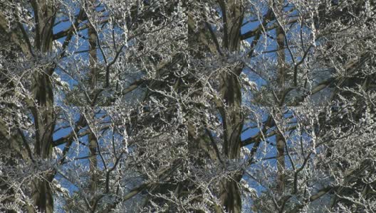 树枝被雪覆盖。高清在线视频素材下载