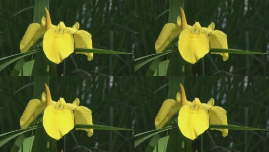 HD:黄色的春花高清在线视频素材下载