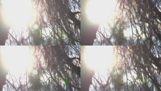 慢动作太阳穿过桦树的树枝高清在线视频素材下载