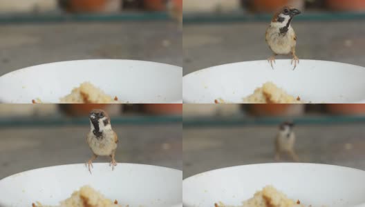 特写:碗上的树麻雀高清在线视频素材下载