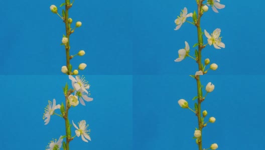 在一个时间流逝的电影里，野梅花在蓝色的背景下绽放。在移动的时间流逝中生长的樱桃。高清在线视频素材下载