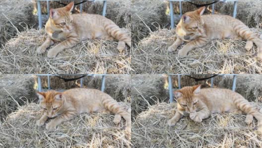 橙色的虎斑猫在黄色的稻草堆上休息，高清在线视频素材下载
