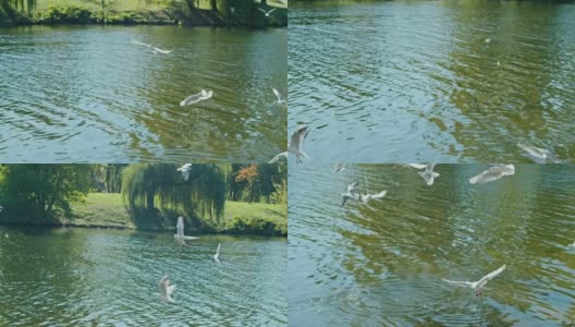 慢镜头，两个年轻快乐的女人在一个夏日公园喂海鸥，她们向她们扔食物，海鸥被抓在空中，然后潜入水中觅食。在一起很有乐趣。友好的休息。高清在线视频素材下载