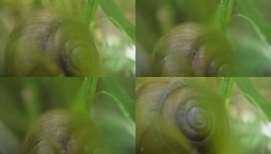 近距离观察蜗牛爬行高清在线视频素材下载