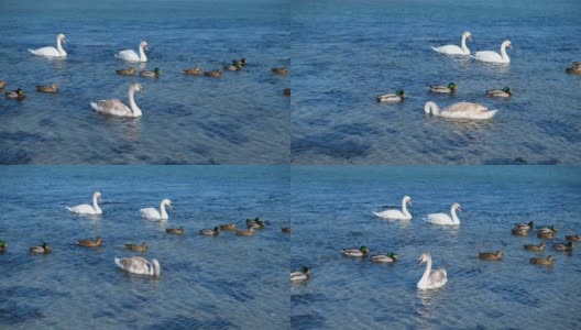 白天鹅在碧绿的水中游泳。高清在线视频素材下载