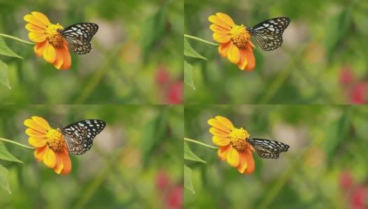 花上美丽的蝴蝶高清在线视频素材下载