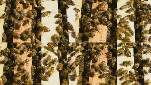蜂房里蜜蜂的宏镜头高清在线视频素材下载