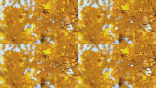 蓝天下，黄枫树的树梢高清在线视频素材下载